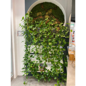 Decor biofilic cu mușchi stabilizat sus și plante vii curgătoare, într-un spațiu comercial