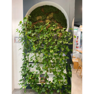 Raft vertical cu nișă rotundă din mușchi stabilizat și plante pothos curgătoare peste polițe