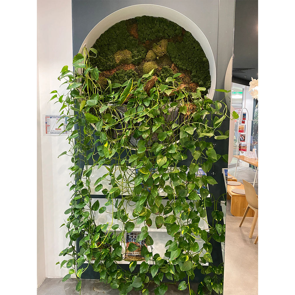 Raft cu mușchi stabilizat și plante curgătoare Raft vertical cu nișă rotundă din mușchi stabilizat și plante pothos curgătoare peste polițe