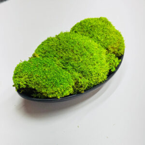 Suport ceramic negru oval de 18 cm cu mușchi stabilizat verde, văzut din unghi pe o masă albă
