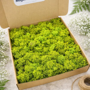 Cutie kraft deschisă cu licheni stabilizați verde deschis, pe o masă cu flori albe și frunze de ferigă
