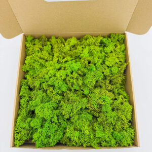 Licheni stabilizați verde crud într-o cutie de carton deschisă, văzuți de aproape