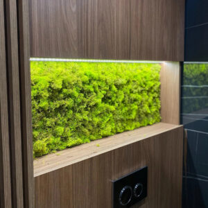 Licheni verde deschis într-o nișă iluminată din mobilier de lemn, deasupra unei clapete de toaletă