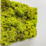 Panou din licheni stabilizați verde deschis, spre lime, văzut din lateral pe un perete alb