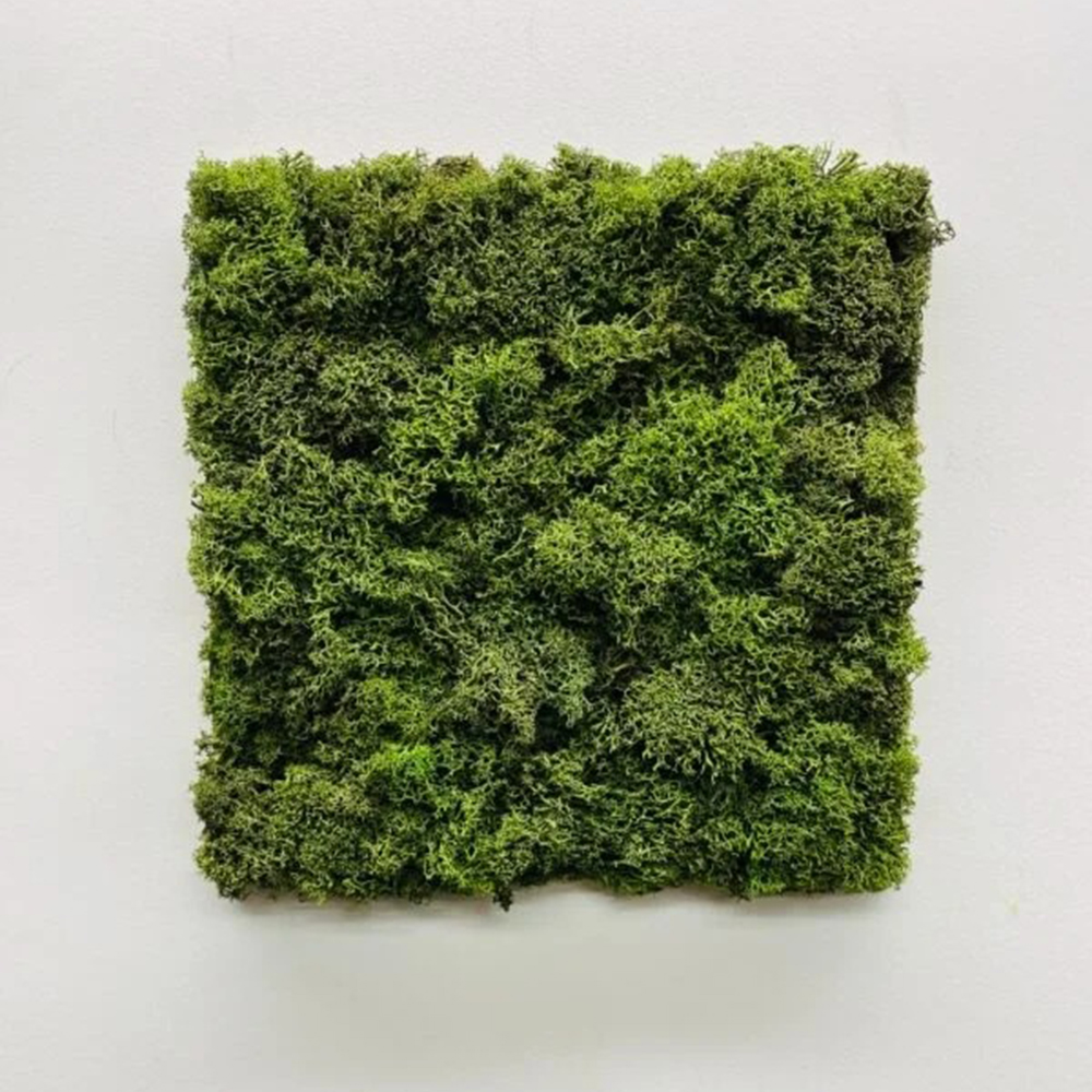 Panou modular din licheni verde iarbă Panou pătrat din licheni stabilizați verde iarbă, 30 × 30 cm, pe un perete alb, vedere frontală