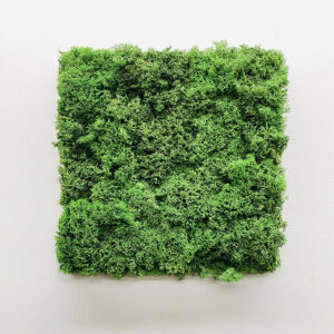 Panou pătrat din licheni stabilizați verde închis, 30 × 30 cm, montat pe un perete alb, vedere frontală