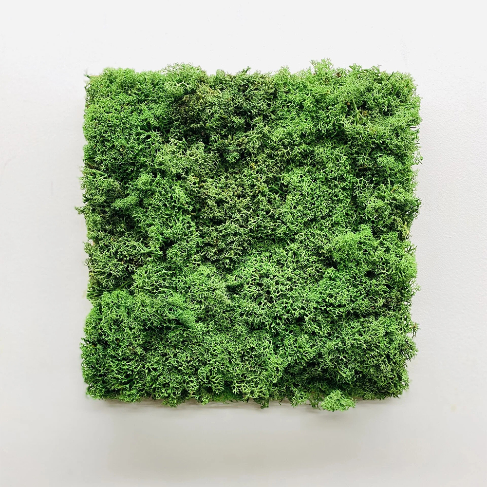 Panou modular din licheni verde închis Panou pătrat din licheni stabilizați verde închis, 30 × 30 cm, montat pe un perete alb, vedere frontală