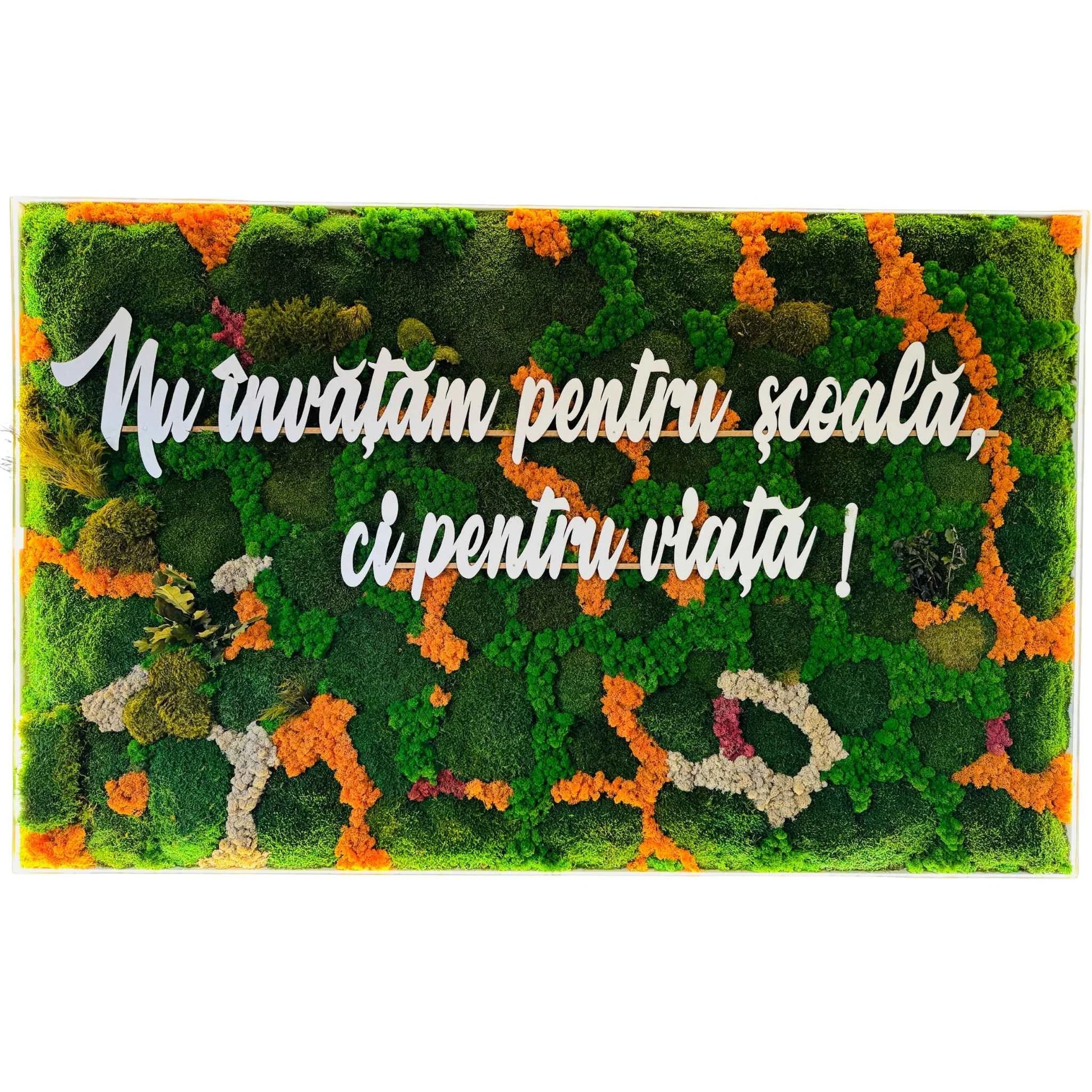 Panou din licheni și mușchi cu mesaj educațional Panou din mușchi verde, licheni portocalii și crem, cu mesajul „Nu învățăm pentru școală, ci pentru viață!” în litere albe