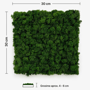 Panou pătrat din licheni stabilizați verde pădure, cu dimensiunile de 30 × 30 cm notate pe laturi