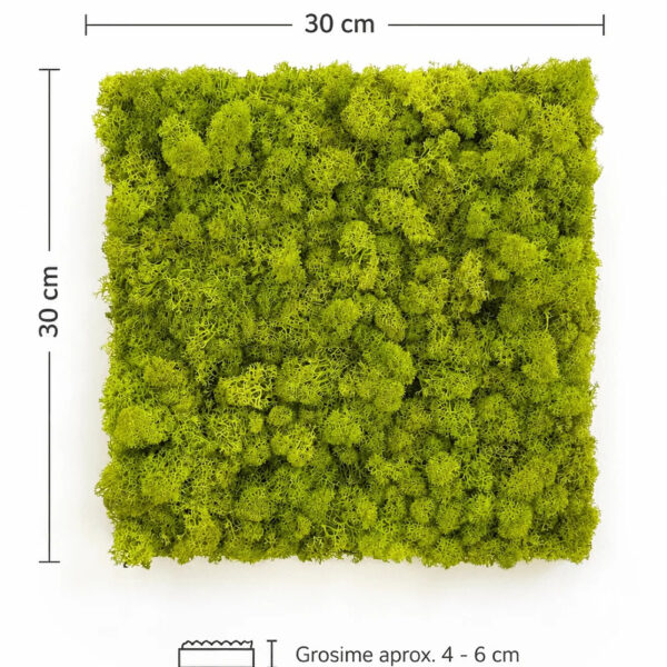 Panou pătrat din licheni stabilizați verde lămâie, cu dimensiunile de 30 × 30 cm notate