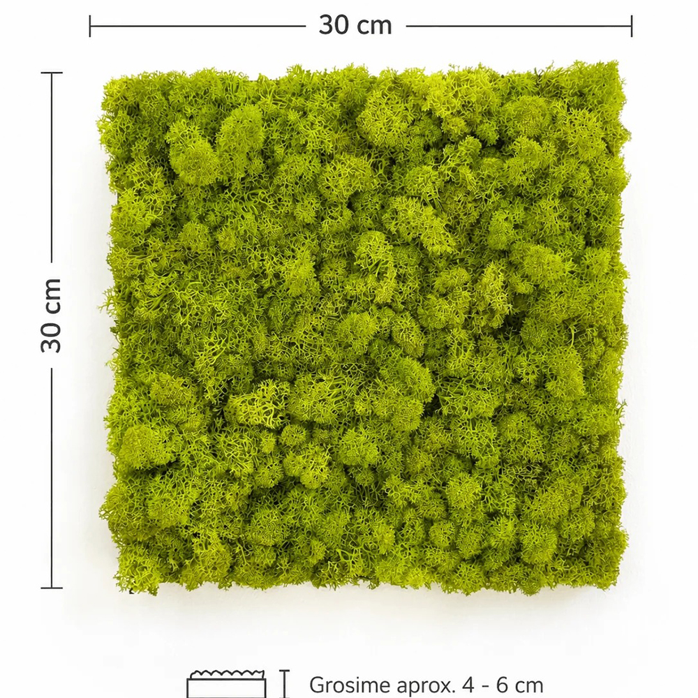 Panou fonoabsorbant din licheni verde lămâie, 30 × 30 cm Panou pătrat din licheni stabilizați verde lămâie, cu dimensiunile de 30 × 30 cm notate