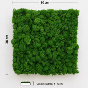 Panou pătrat din licheni stabilizați verde natural, cu cotele de 30 × 30 cm și grosimea de 4–6 cm