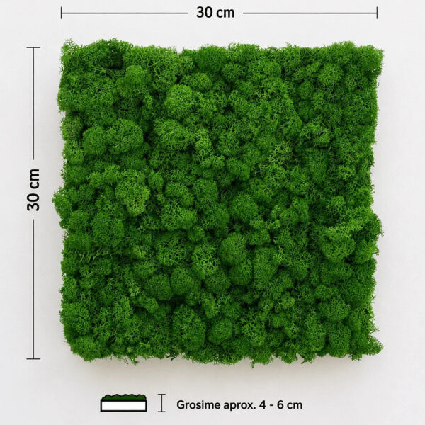 Panou pătrat din licheni stabilizați verde natural, cu cotele de 30 × 30 cm și grosimea de 4–6 cm