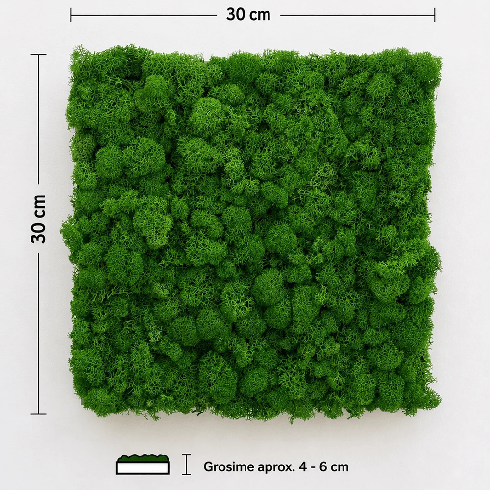 Panou fonoabsorbant din licheni verde natural, 30 × 30 cm Panou pătrat din licheni stabilizați verde natural, cu cotele de 30 × 30 cm și grosimea de 4–6 cm