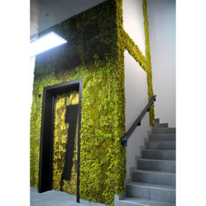 Perete din licheni stabilizați în jurul ușii unui lift, continuat pe peretele scării ca o bandă verde