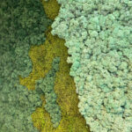 Detaliu de aproape: licheni verde închis, o fâșie verde-oliv și licheni verde-salvie pufoși