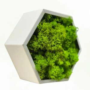 Hexagon cu ramă albă umplut cu licheni verde crud, văzut din unghi, pe fundal alb