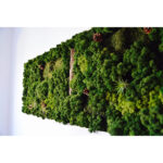 Tablou Capodopera naturală văzut din unghi, cu relieful lichenilor, conuri și plante cu frunze subțiri