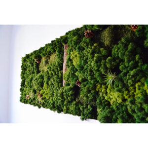 Tablou Capodopera naturală văzut din unghi, cu relieful lichenilor, conuri și plante cu frunze subțiri