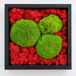 Tablou 30 × 30 cm cu trei perne de mușchi bombat verde pe licheni roșii, în ramă neagră mată, vedere din față
