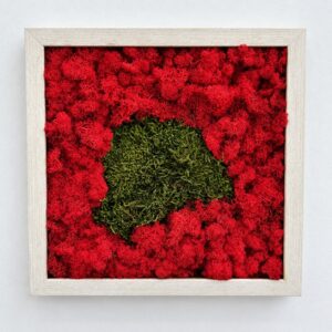 Tablou pătrat cu licheni roșii și o zonă de mușchi plat verde-oliv în mijloc, în ramă albă, văzut din față