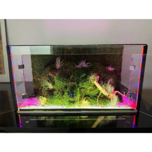 Terariu din sticlă cu LED roz-violet pe muchii, aprins, cu mușchi și plante aeriene în interior