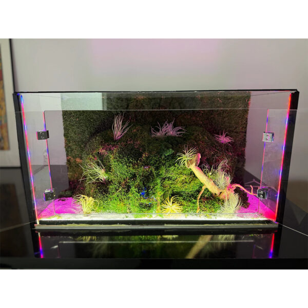 Terariu din sticlă cu LED roz-violet pe muchii, aprins, cu mușchi și plante aeriene în interior