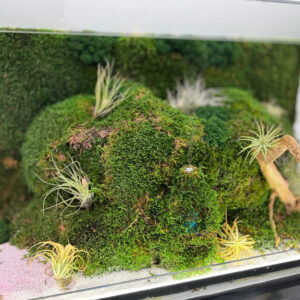 Interiorul terariului, cu movile de mușchi verde, plante aeriene Tillandsia și o rădăcină de lemn, pe nisip alb